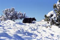 Grizzly bear in snow