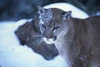 Mountain lion in snow (in shadows)