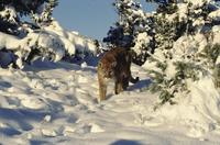 Mountain lion in snow (bright sunlight)