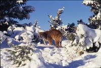Mountain lion in snow (bright sunlight)