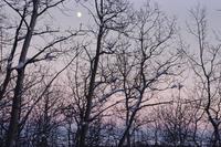 Moon and post sunset light, with snow covered trees backlit
