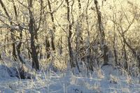 Morning light on hoar frost
