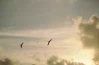 Frigate birds in flight at sunset