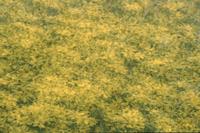 Multiple exposures of yellow flowers