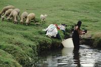 Laundry, bathing and sheep