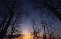 Sunset in Big Rock grove