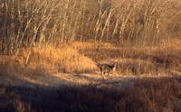 Sunrise on deer in west meadow