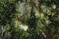 Close-ups of ferns and lichen at Medicine Bowls