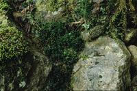 Close-ups of ferns and lichen at Medicine Bowls