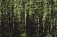 Forest abstracts
