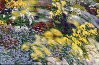 Multiple exposures of flower bed, Oak Bay