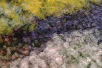 Multiple exposures of flower bed, Oak Bay