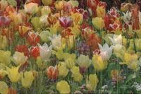 Private tulip garden, Oak Bay