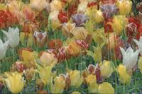 Private tulip garden, Oak Bay