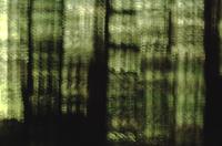 Forest abstracts