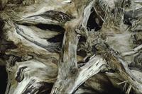 Close-ups of roots of driftlog