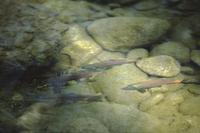 Trout in stream near Vancouver