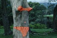 Tree with painted bikini
