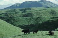 Cows and hills