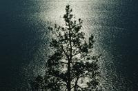 Tree silhouette against Lake Okanagan