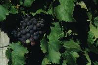 Vineyard closeup of grapes