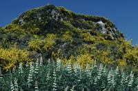 Gorse and foxgloves