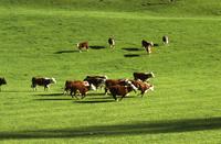 Landscape : Cattle, running in green meadow