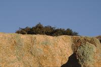 Enchanted Rock State Park : shrub atop cliff with orange lichen