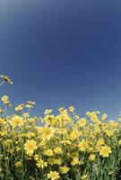 Fields and close-ups of yellow flowers