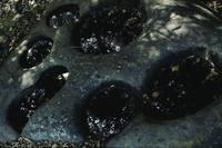 Grinding bowls (bedrock mortars) in rock