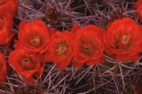 Red cactus flower abstracts