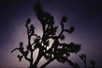 Joshua Tree silhouettes