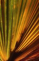 Palm frond backlit by direct sunlight, Cottonwood Spring