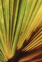 Close-up of palm frond at Cottonwood Spring