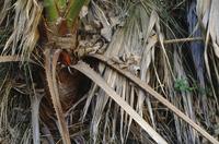 Close-up of palm frond at Cottonwood Spring