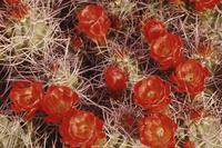 Red cactus flower abstracts