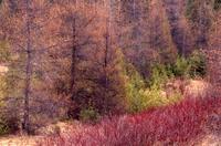 Landscape with red alders