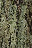 Green lichen on tree trunk