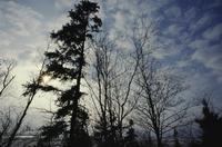 Silhouettes of trees on east coast