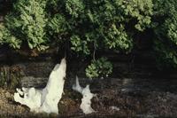 Close-ups of falls and snow statues at Bridal Veil Falls