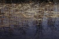 Swamp reflections