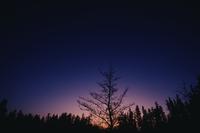 Manito Ahbee : trees silhouetted against purple and pink sky