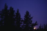 Manito Ahbee : Pine trees at moonrise