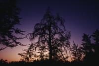 Manito Ahbee : Trees silhouetted against purple and golden sunset
