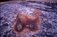 Mineral stain, Bannock Petroform Site