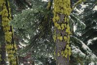 Yellow moss on trees 