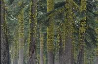 Yellow moss on trees 