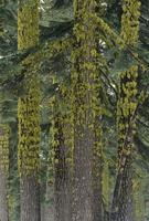 Yellow moss on trees