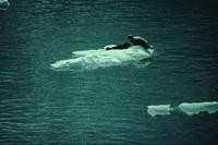 Seals on ice floes