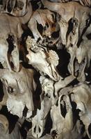 Buffalo skulls on display